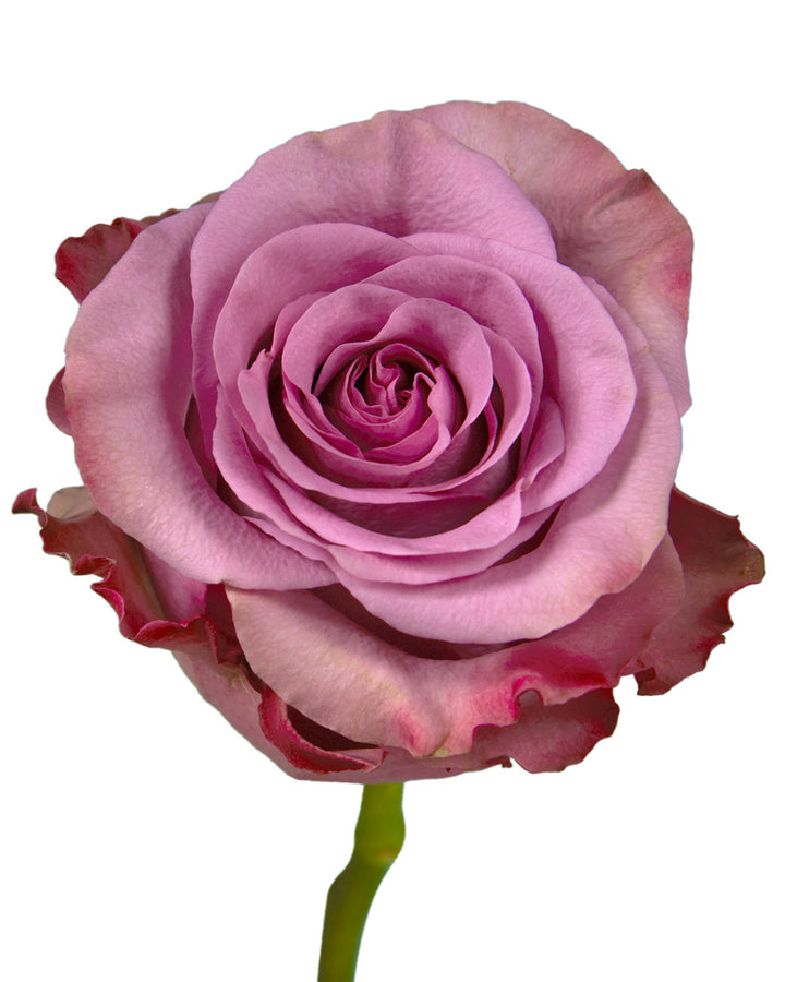 Govinda Rose