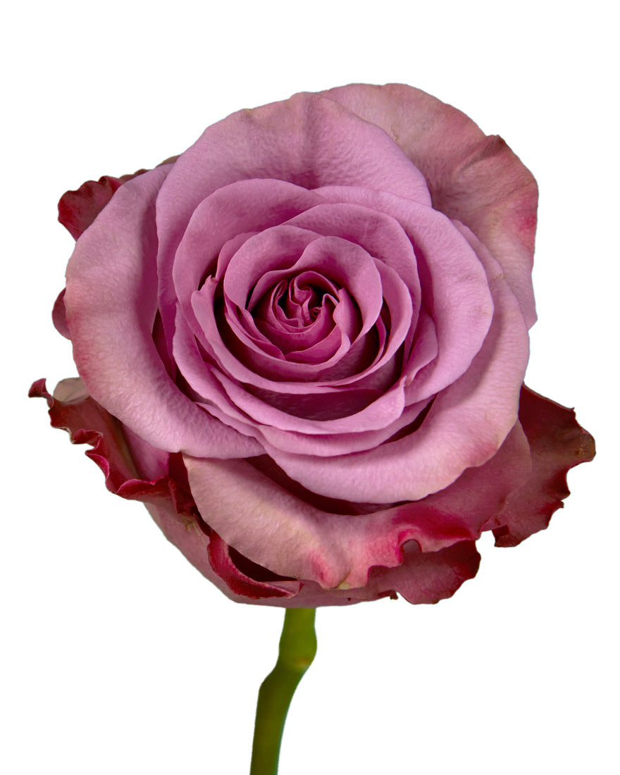 Govinda Rose