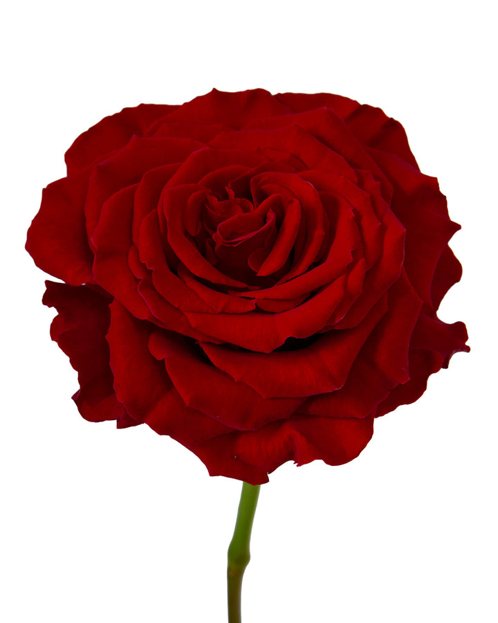 Gran Corazon Garden Rose