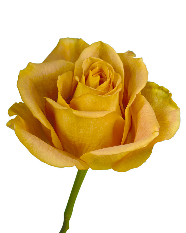Heart of Gold Rose