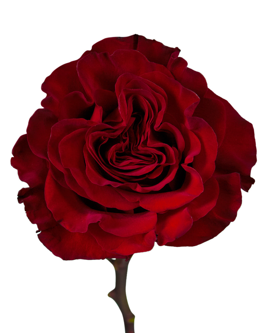 Hearts Garden Rose