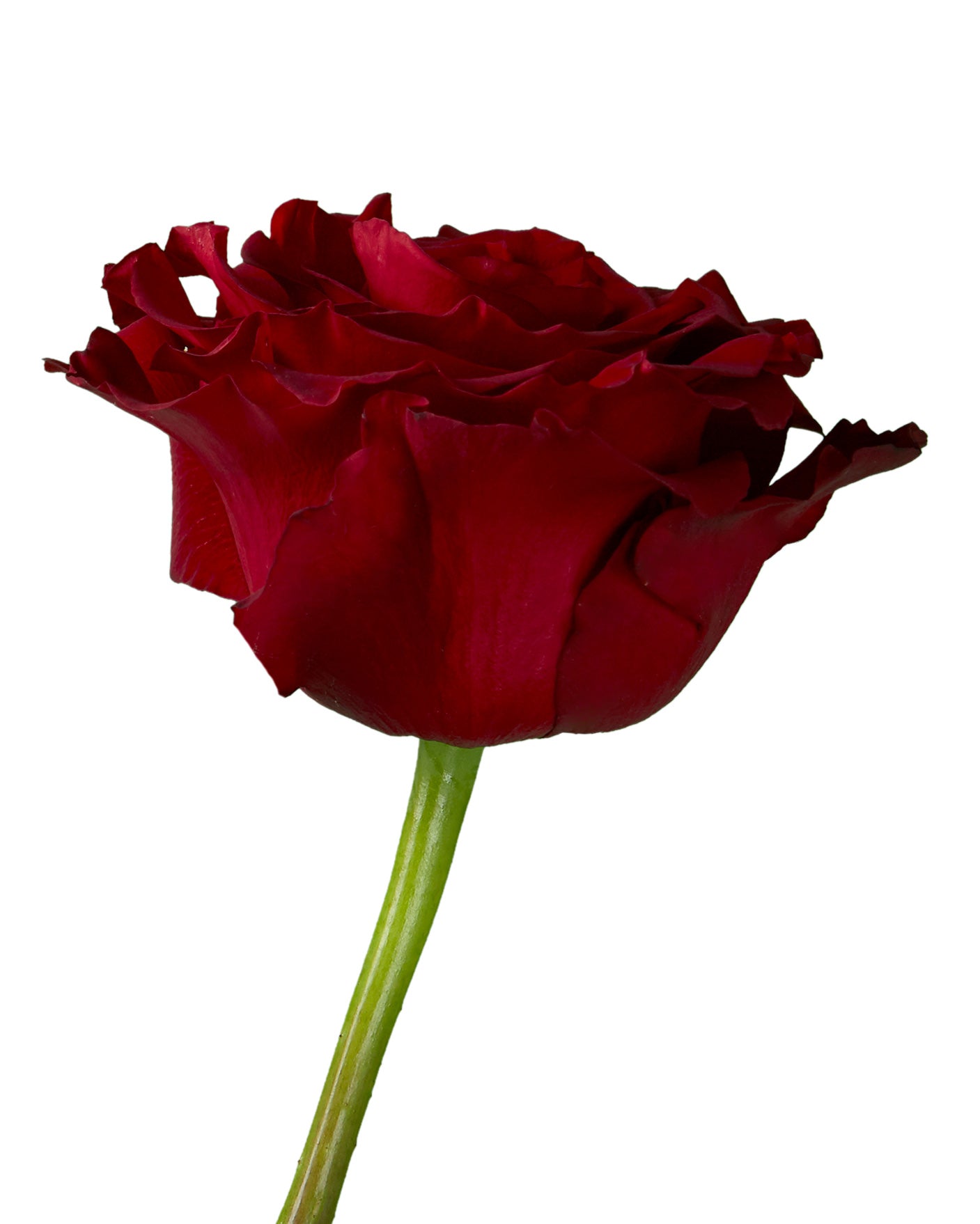 Hearts Garden Rose
