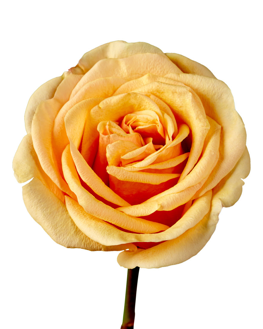 Heliana Orange Rose