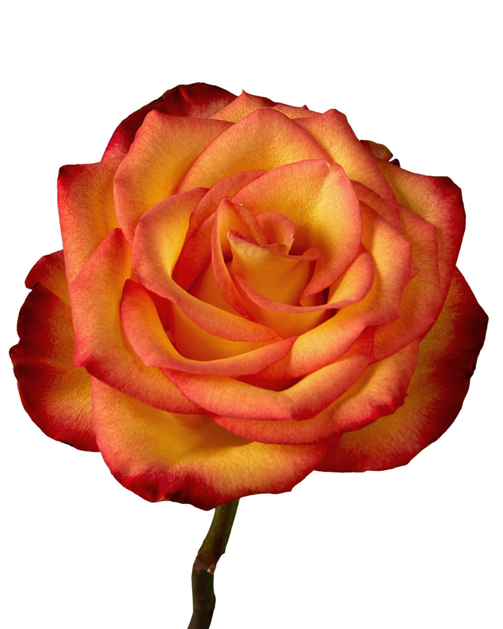 High & Magic Rose