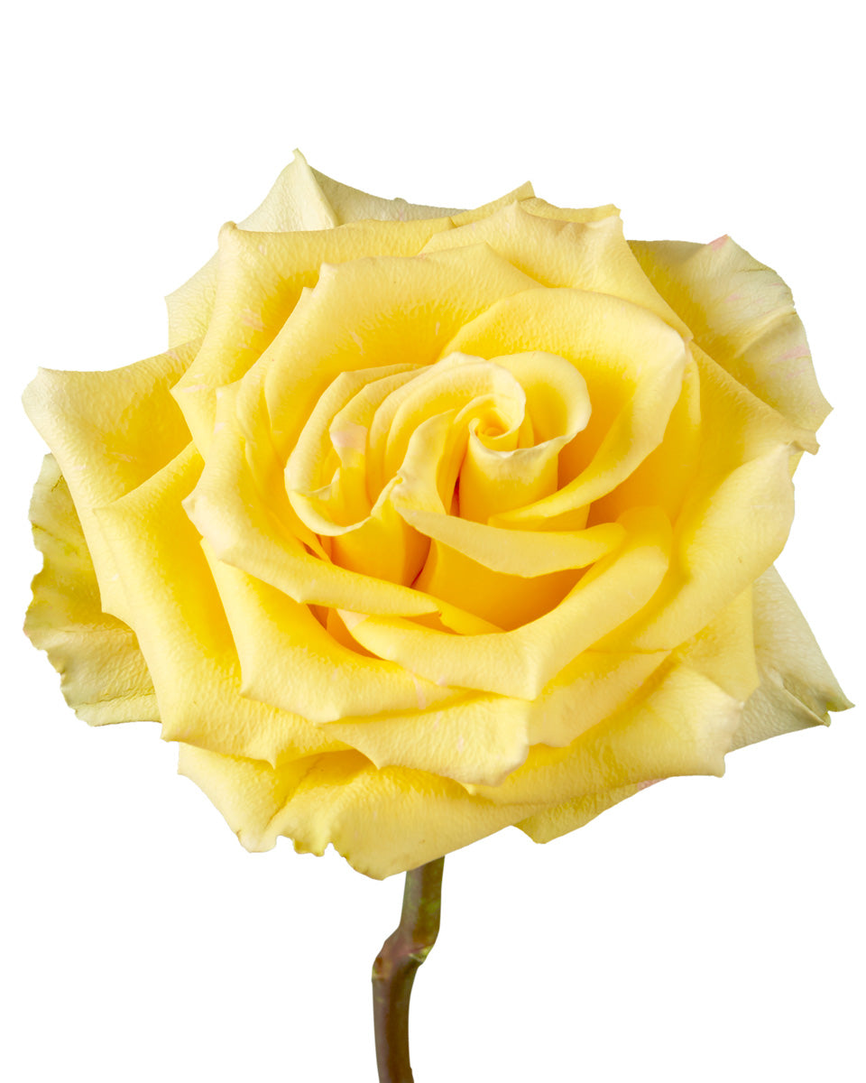 High &amp; Yellow Magic Rose