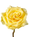 High & Yellow Magic Rose
