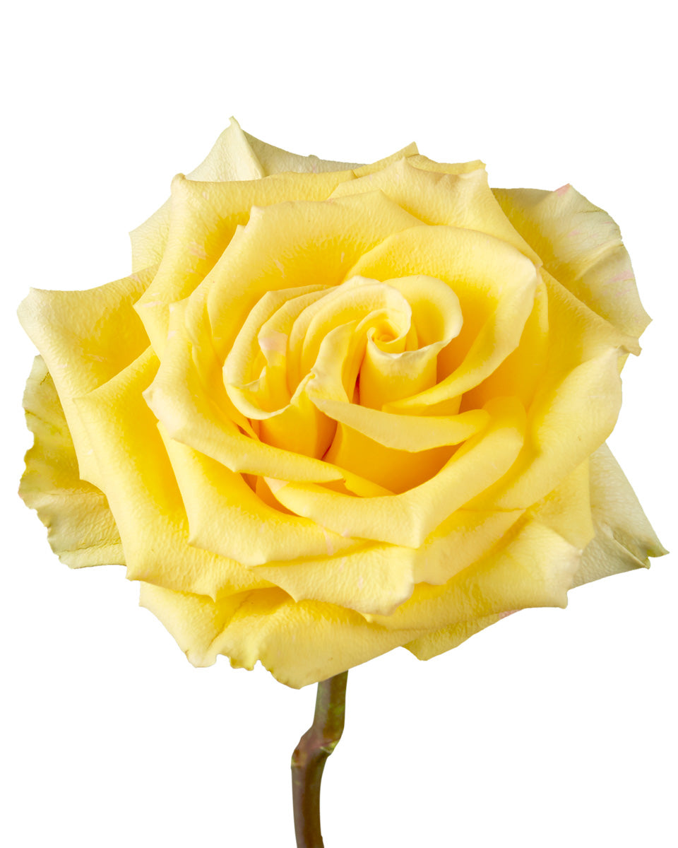 High & Yellow Magic Rose Mother's Day