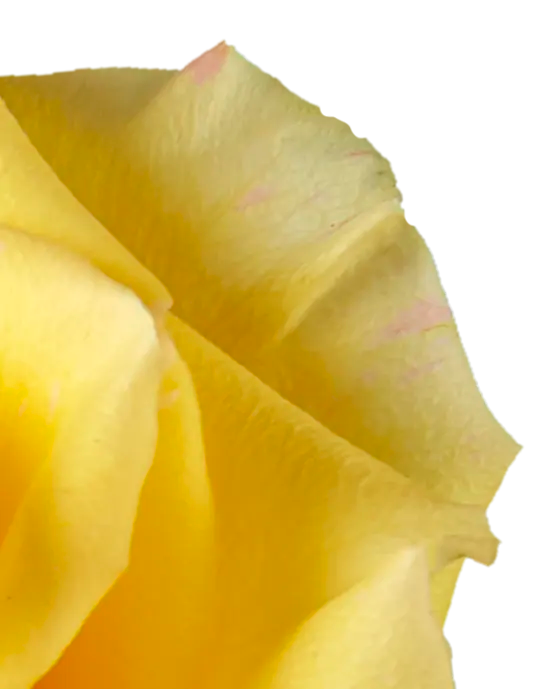 High & Yellow Magic Rose