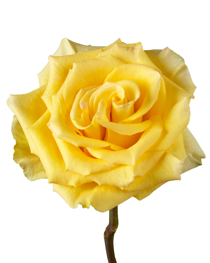 High & Yellow Magic Rose