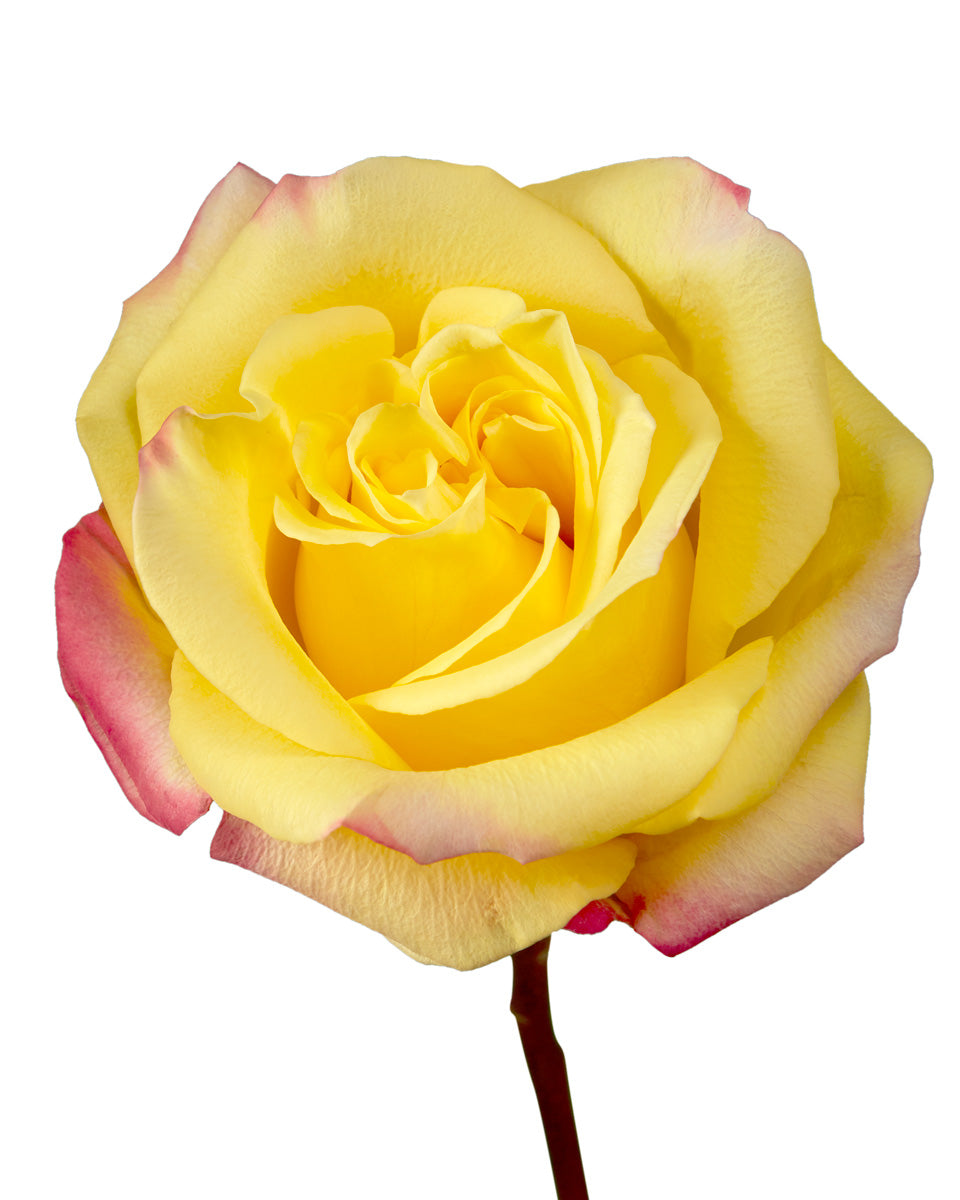 High &amp; Yellow Flame Rose