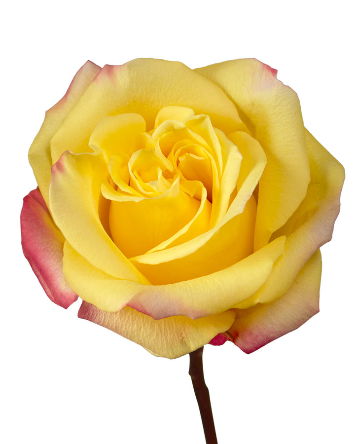 High & Yellow Flame Rose