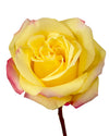 High & Yellow Flame Rose