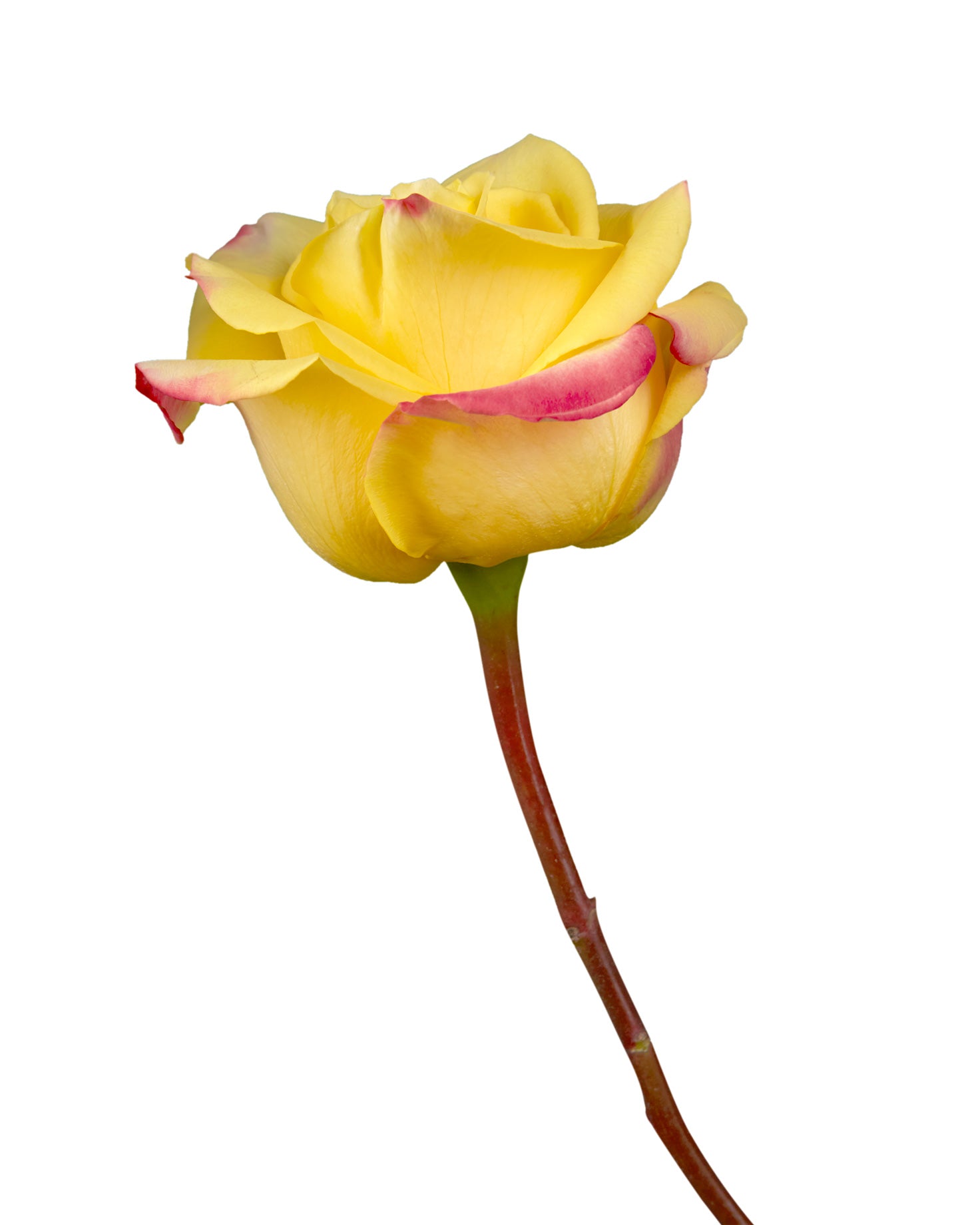 High & Yellow Flame Rose - Petaljet