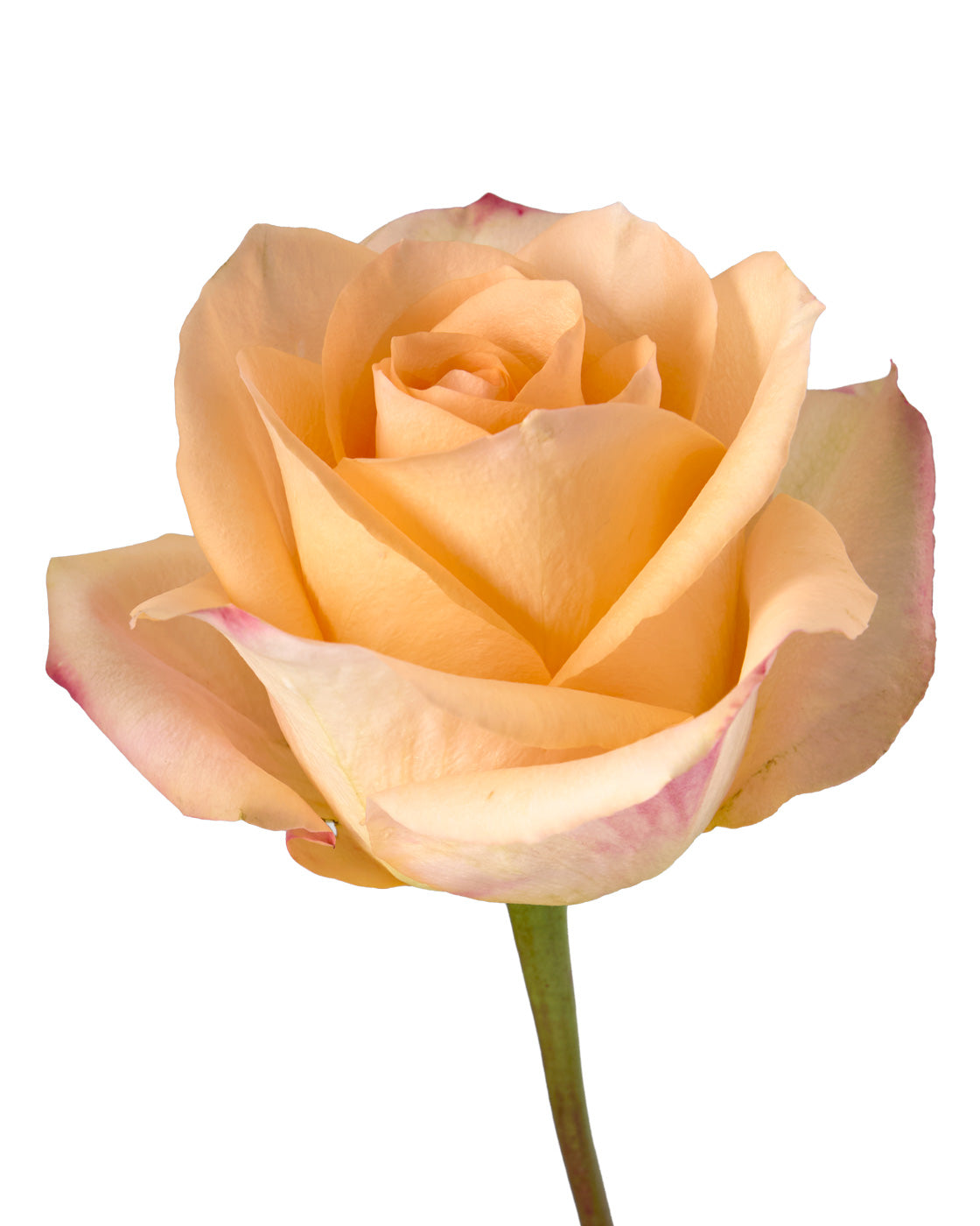 Honey Glow Rose