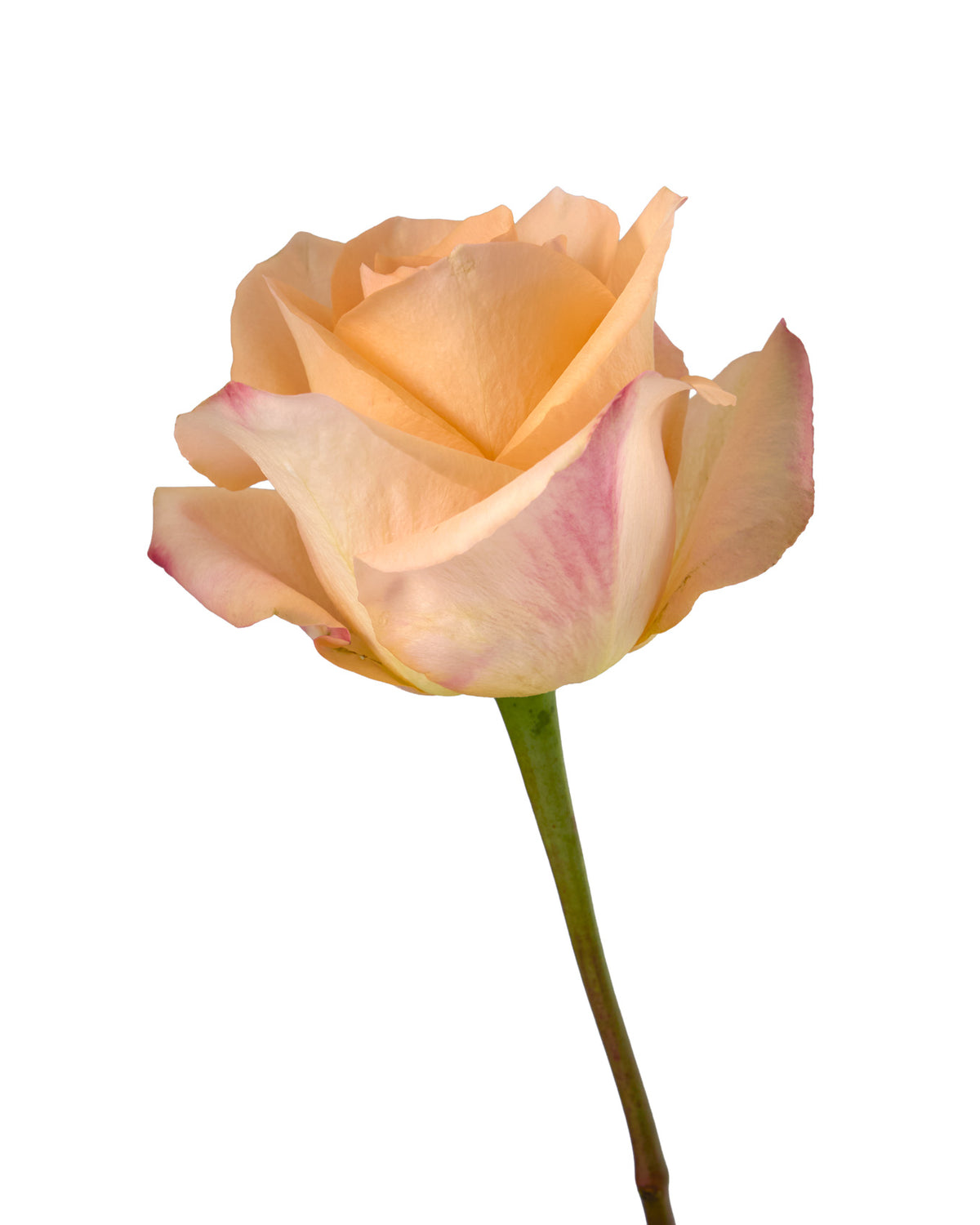 Honey Glow Rose