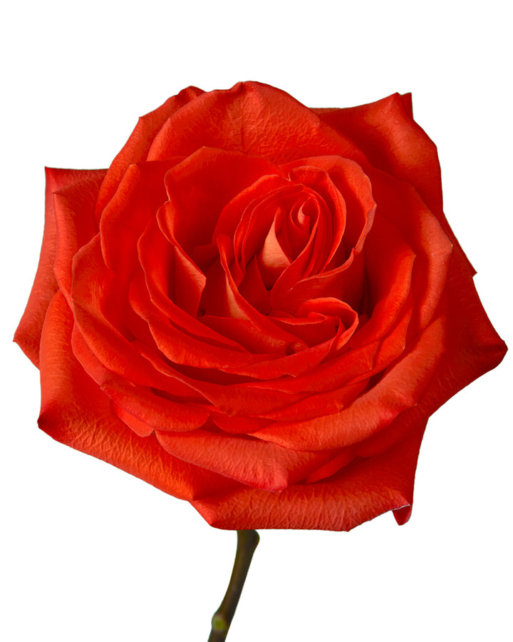 Hornbill Rose