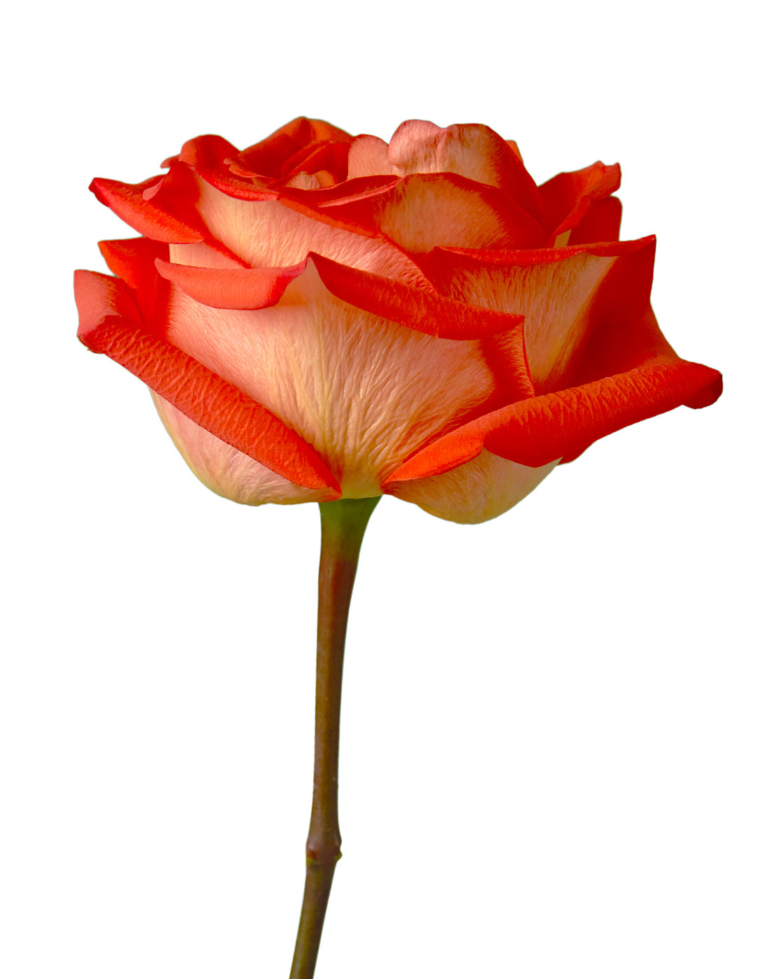 Hornbill Rose