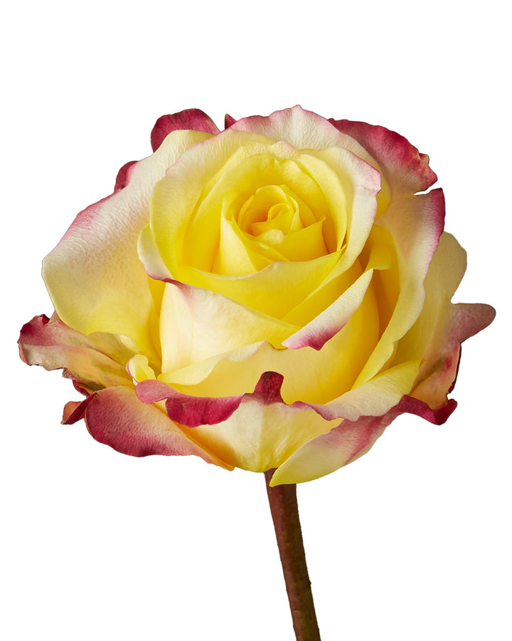 Hot Merengue Rose