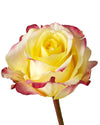 Hot Merengue Rose