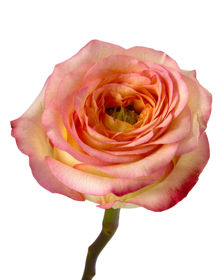Houdini Summerhouse Garden Rose