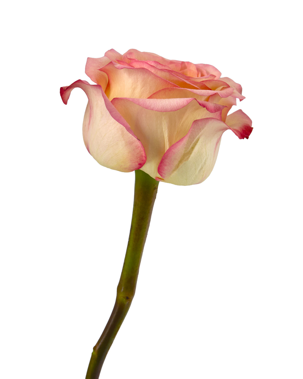 Houdini Summerhouse Garden Rose