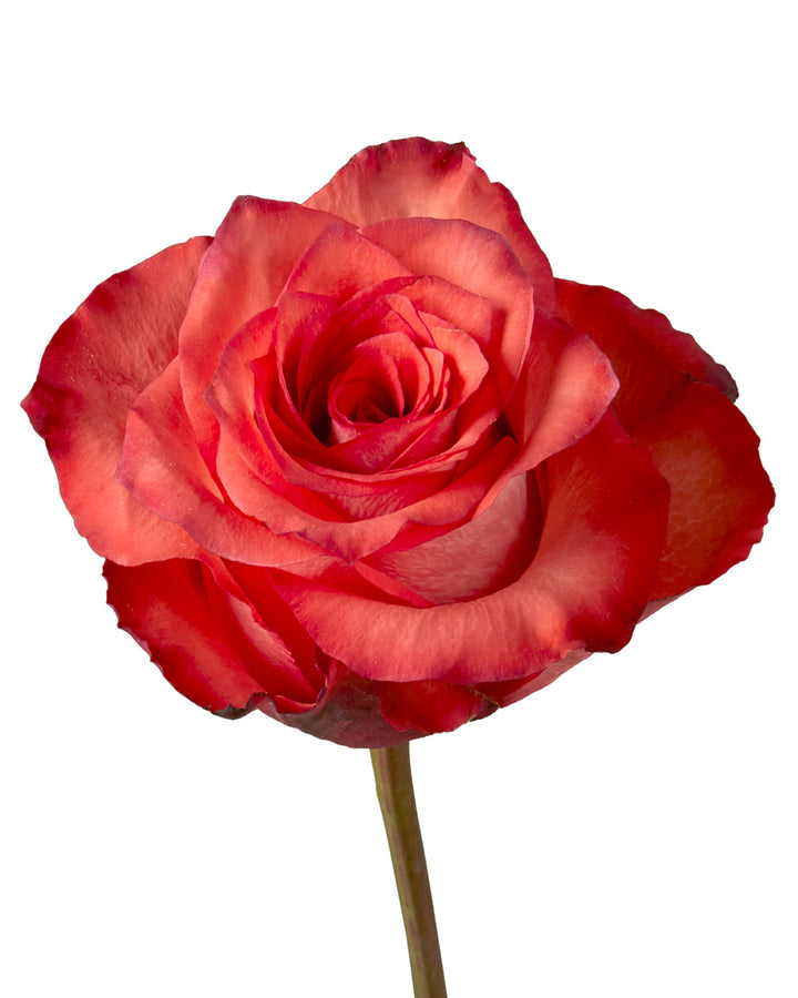 Iguana Rose