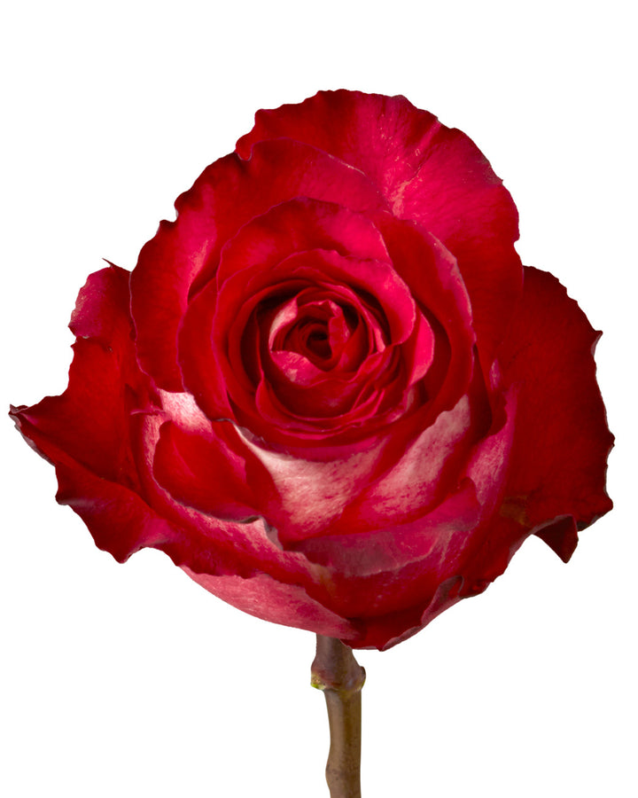 Iguazu Rose