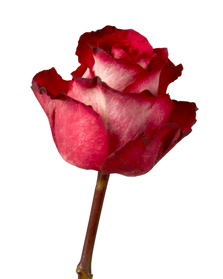 Iguazu Rose