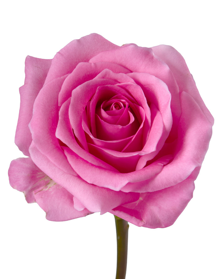 Impression Rose Valentine Day