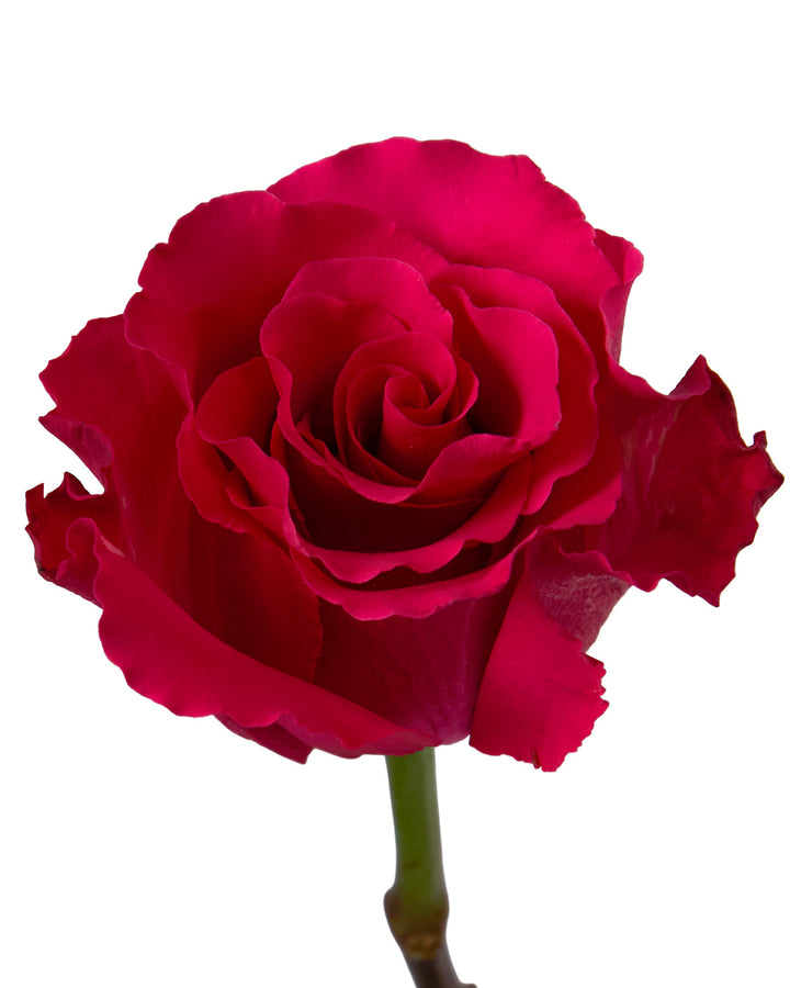 Jacaranda Rose Valentine Day