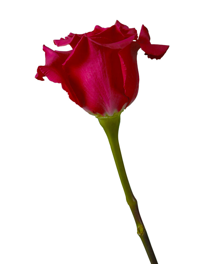 Jacaranda Rose Valentine Day