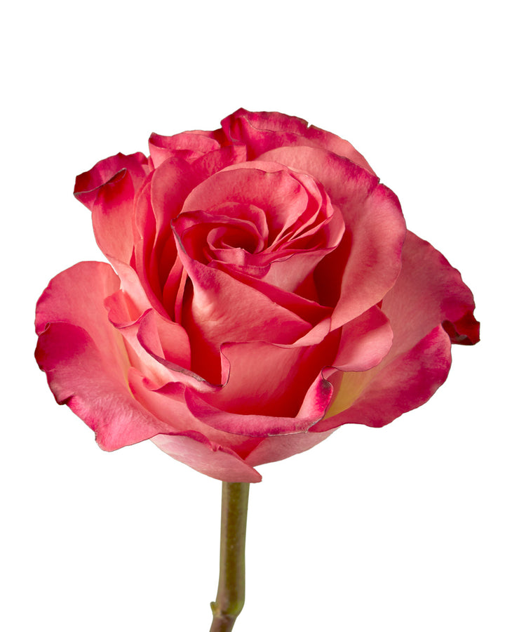 Jalah Rose