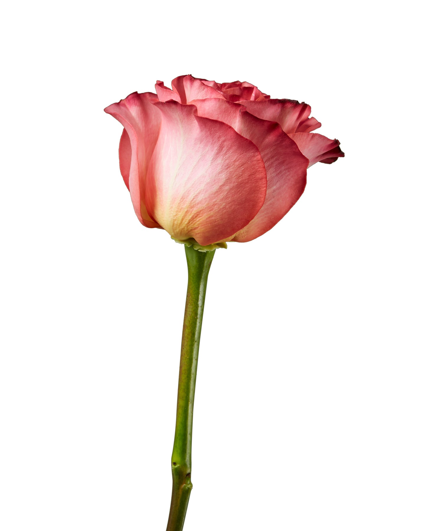 Wholesale Jalah Rose | PetalJet
