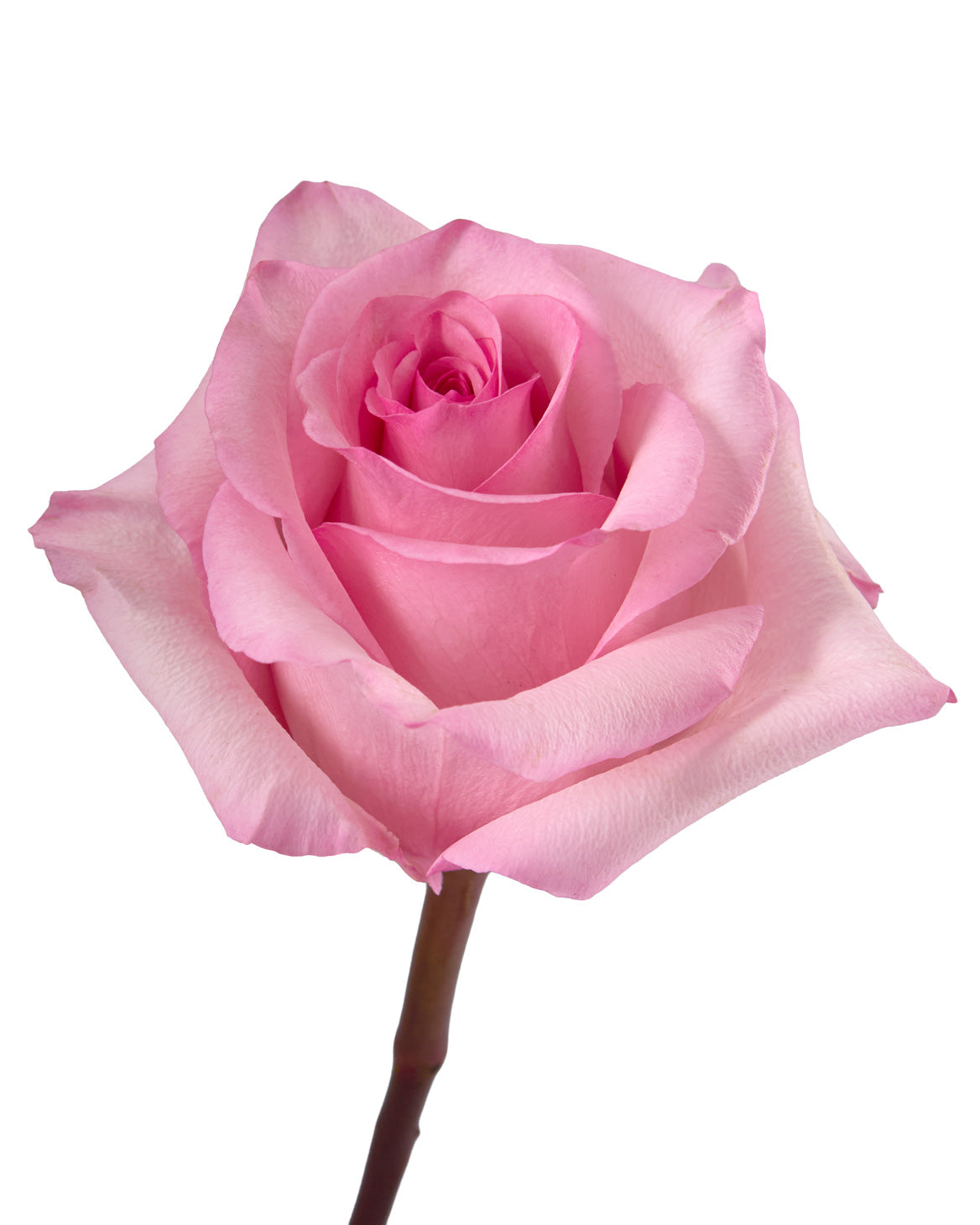 Jet Set Rose