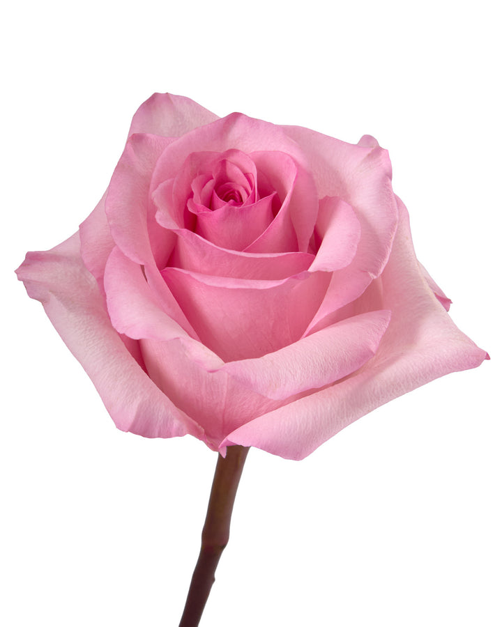 Jet Set Rose