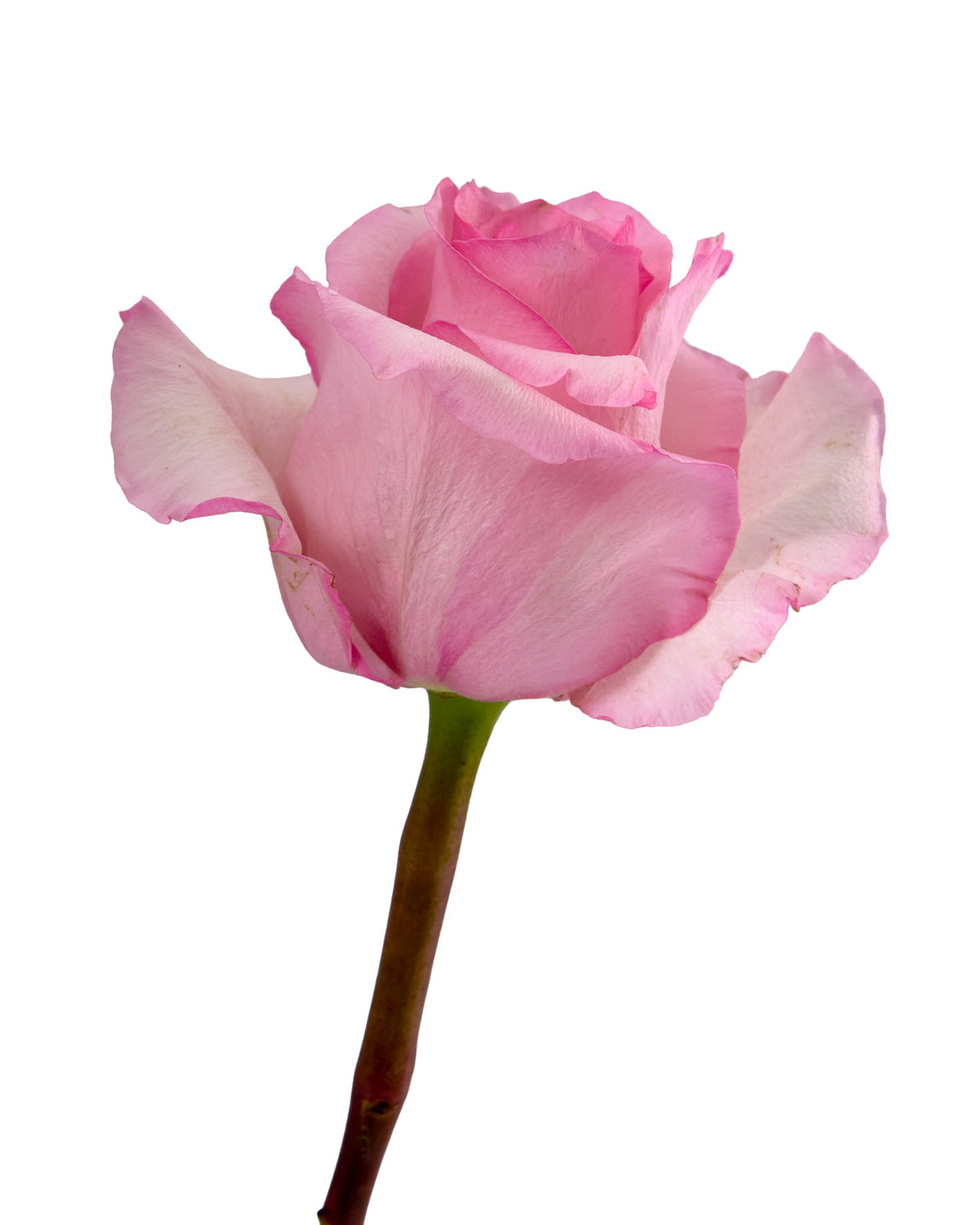 Jet Set Rose
