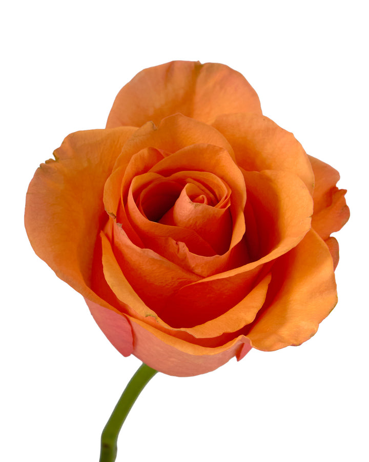 Joy Rose Valentine Day