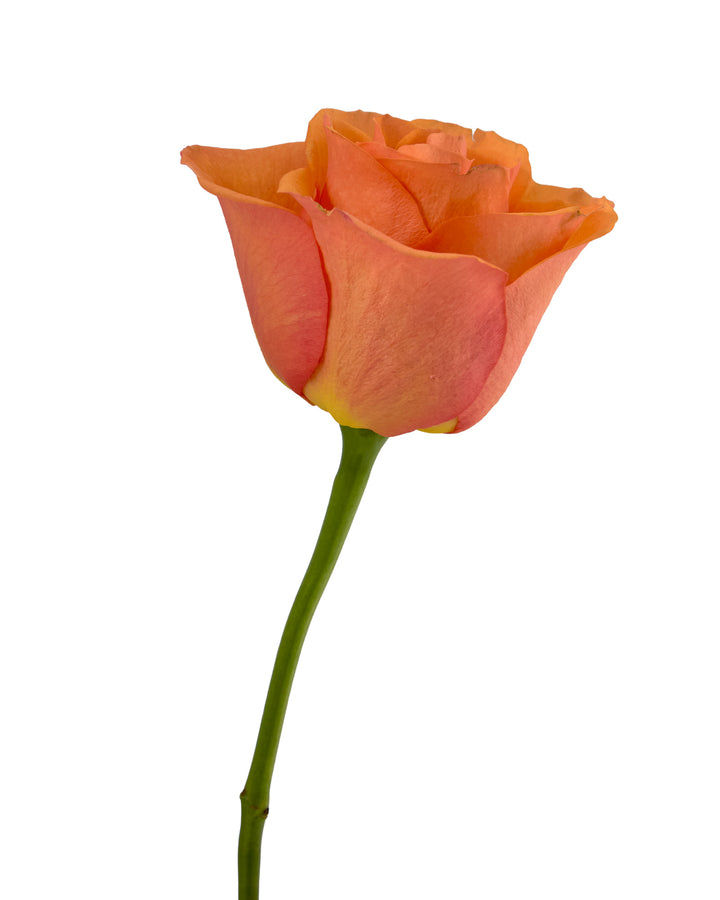 Joy Rose Valentine Day