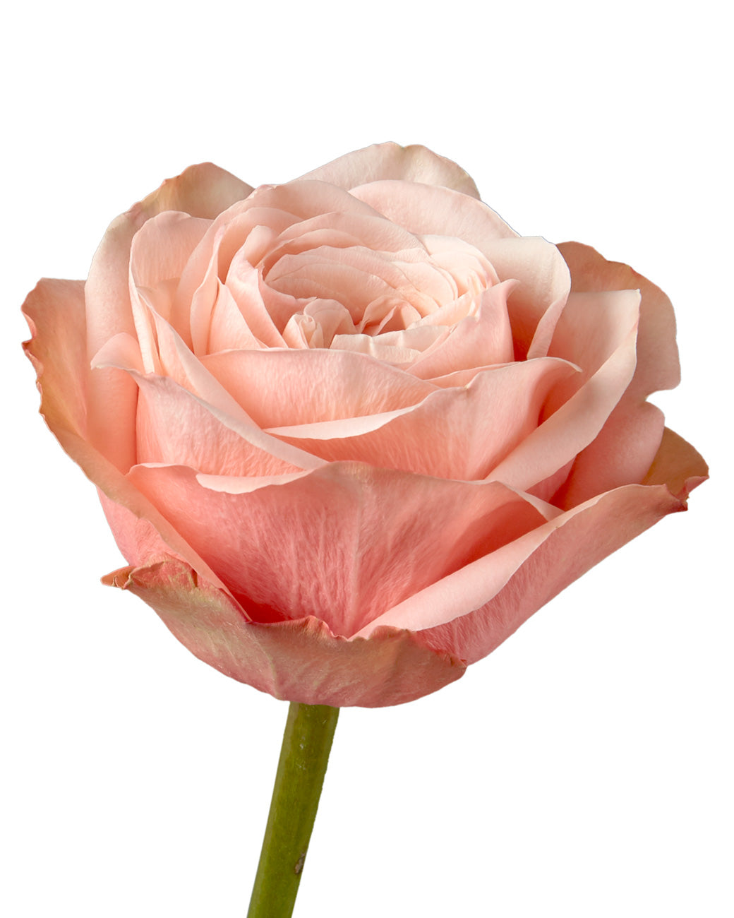 Kahala Garden Rose Mother's Day
