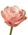 Kahala Garden Rose