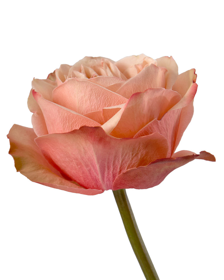 Kahala Garden Rose Mother's Day