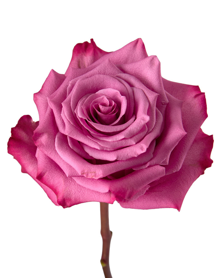 Kendal Rose Valentine Day