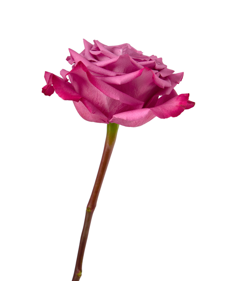 Kendal Rose Valentine Day