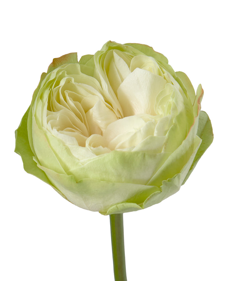 Khela Garden Rose