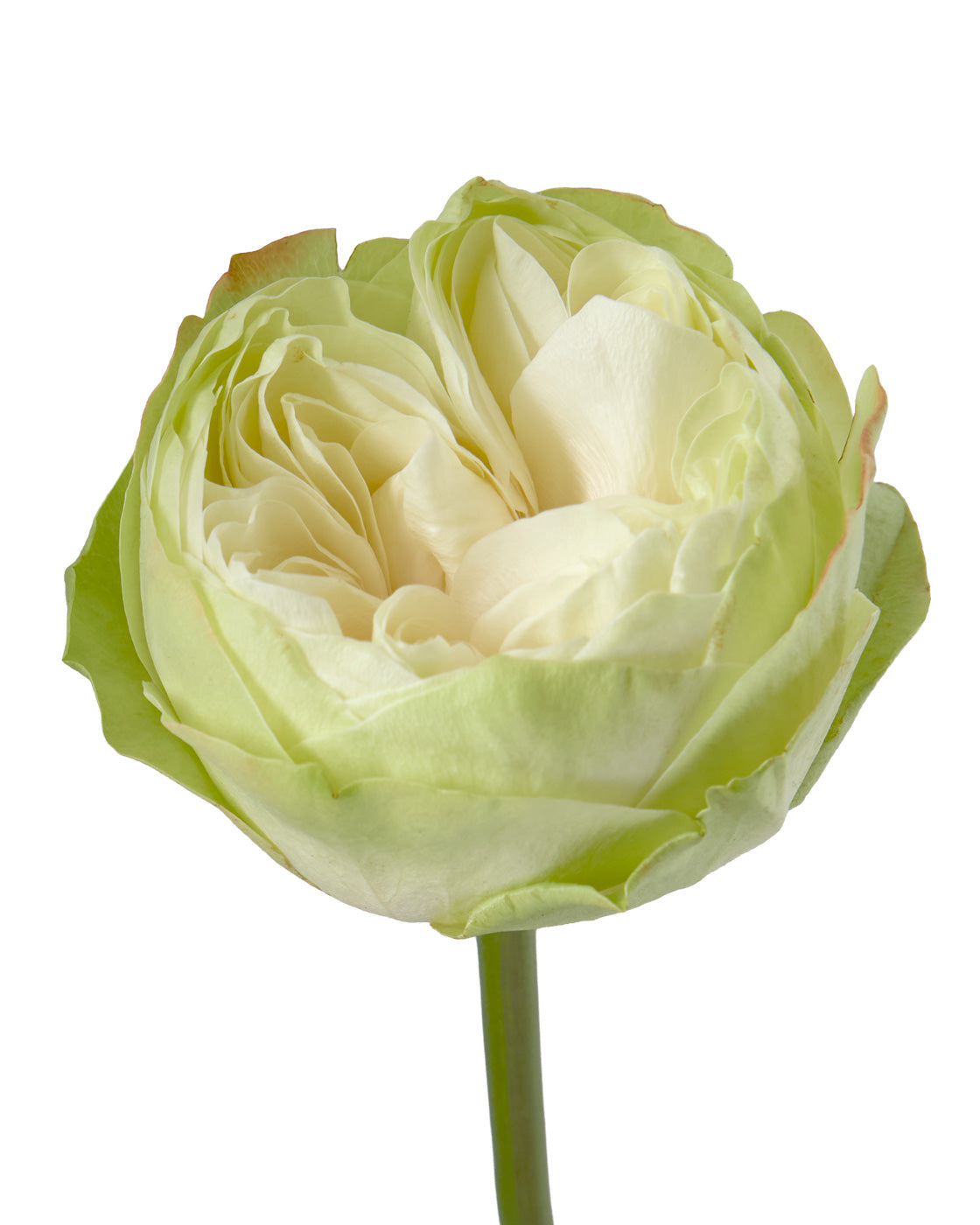 Khela Garden Rose
