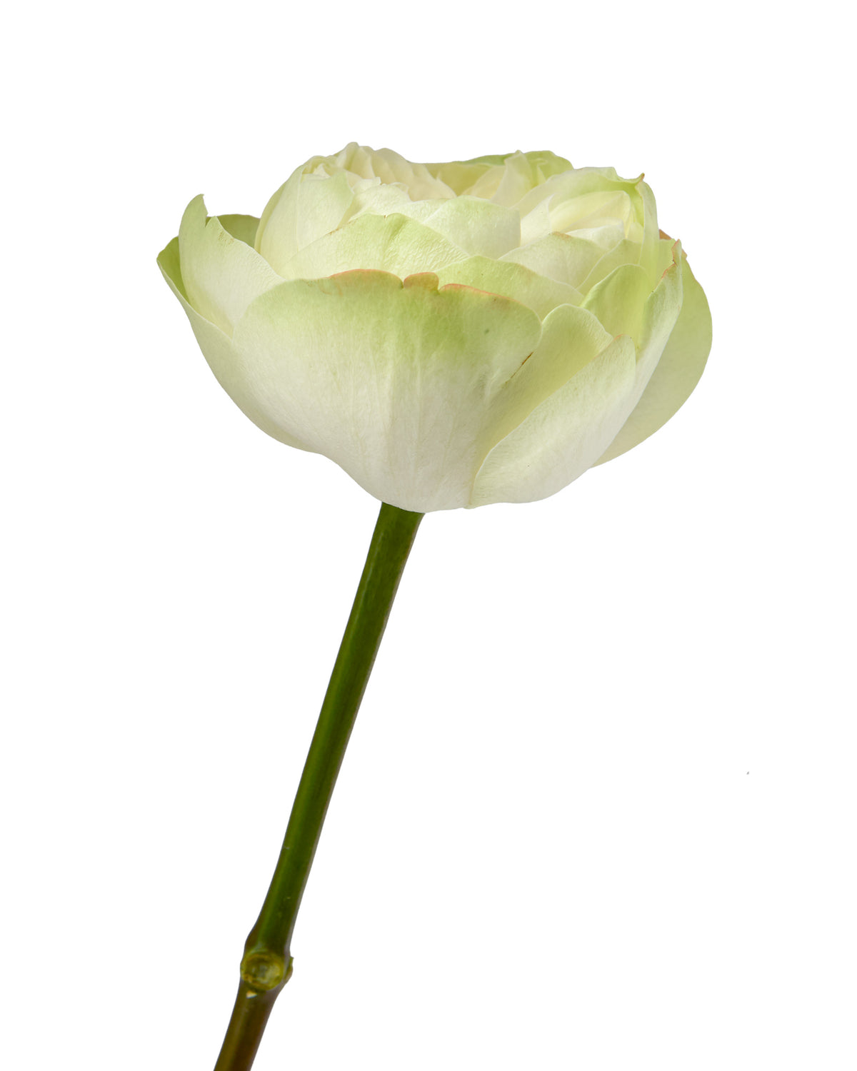 Khela Garden Rose