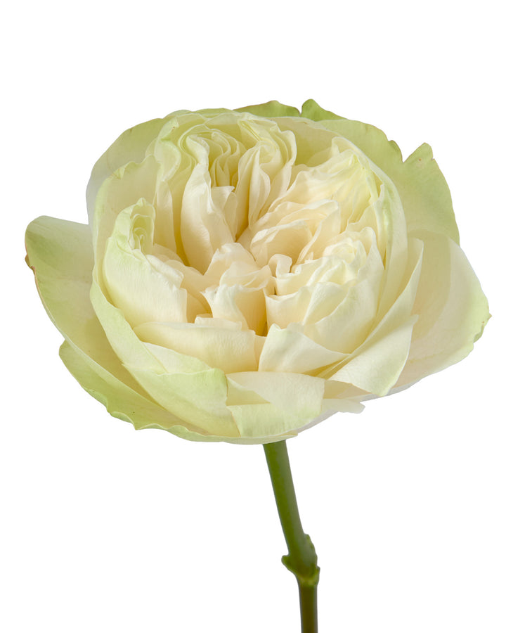 Khela Garden Rose