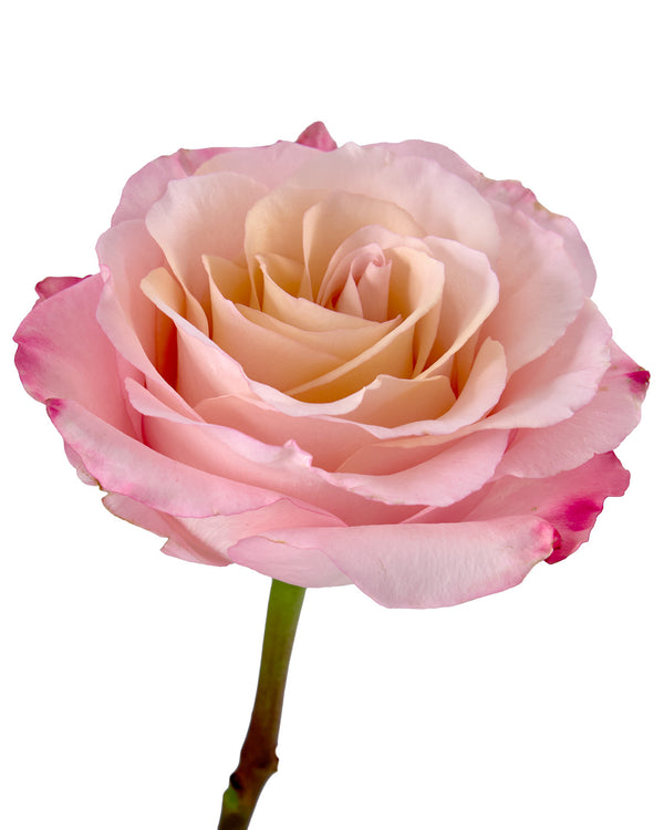 rose-la-vie-en-rose-hot-pink-