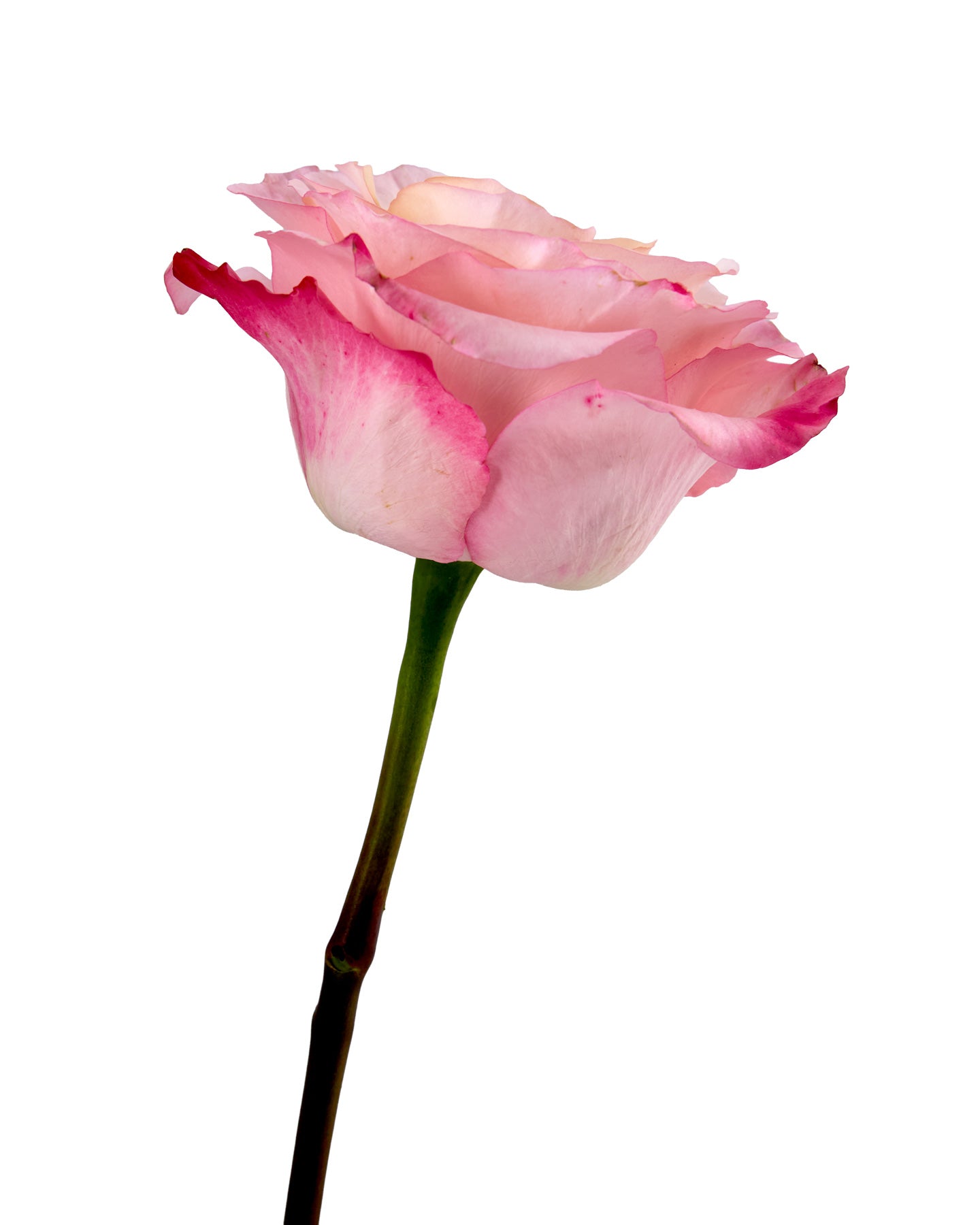 Wholesale La Vie en Rose | PetalJet