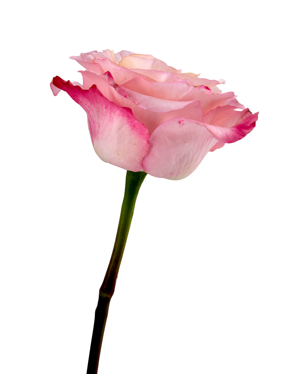 Wholesale La Vie en Rose | Fresh Garden Roses | PetalJet